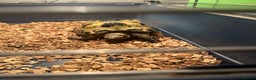 Tortoise reptiles for sale: Horsefield tortoise  - Advert 5