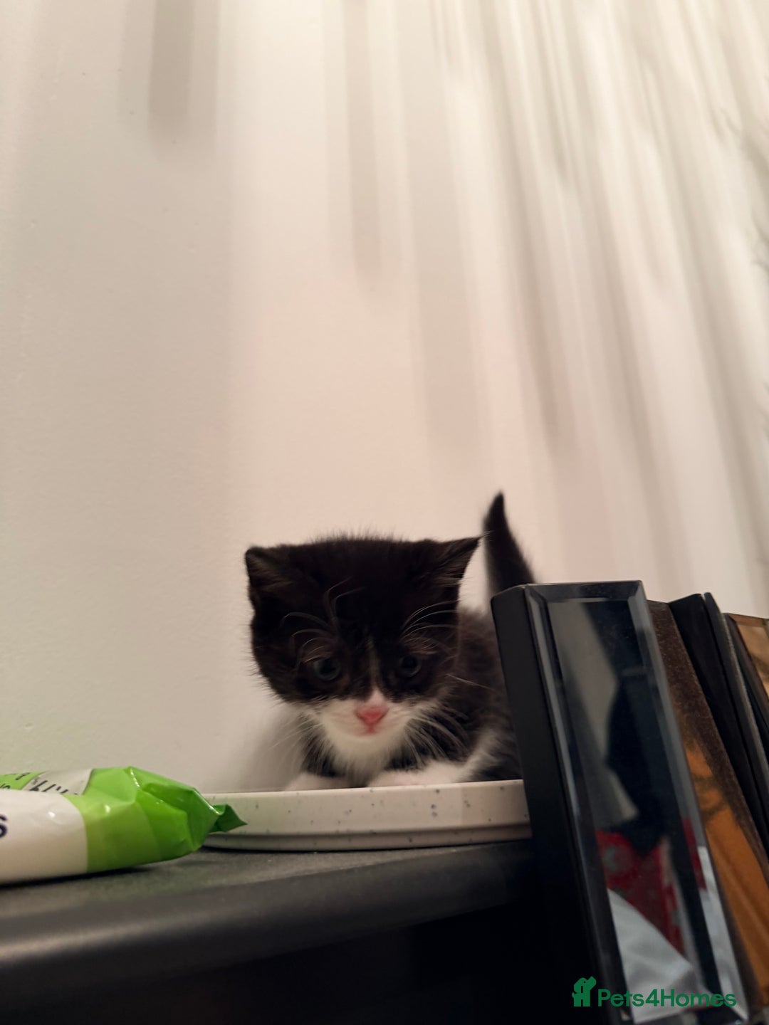 Scottish Fold cats for sale: Scottish / Mixed breed - Advert 4