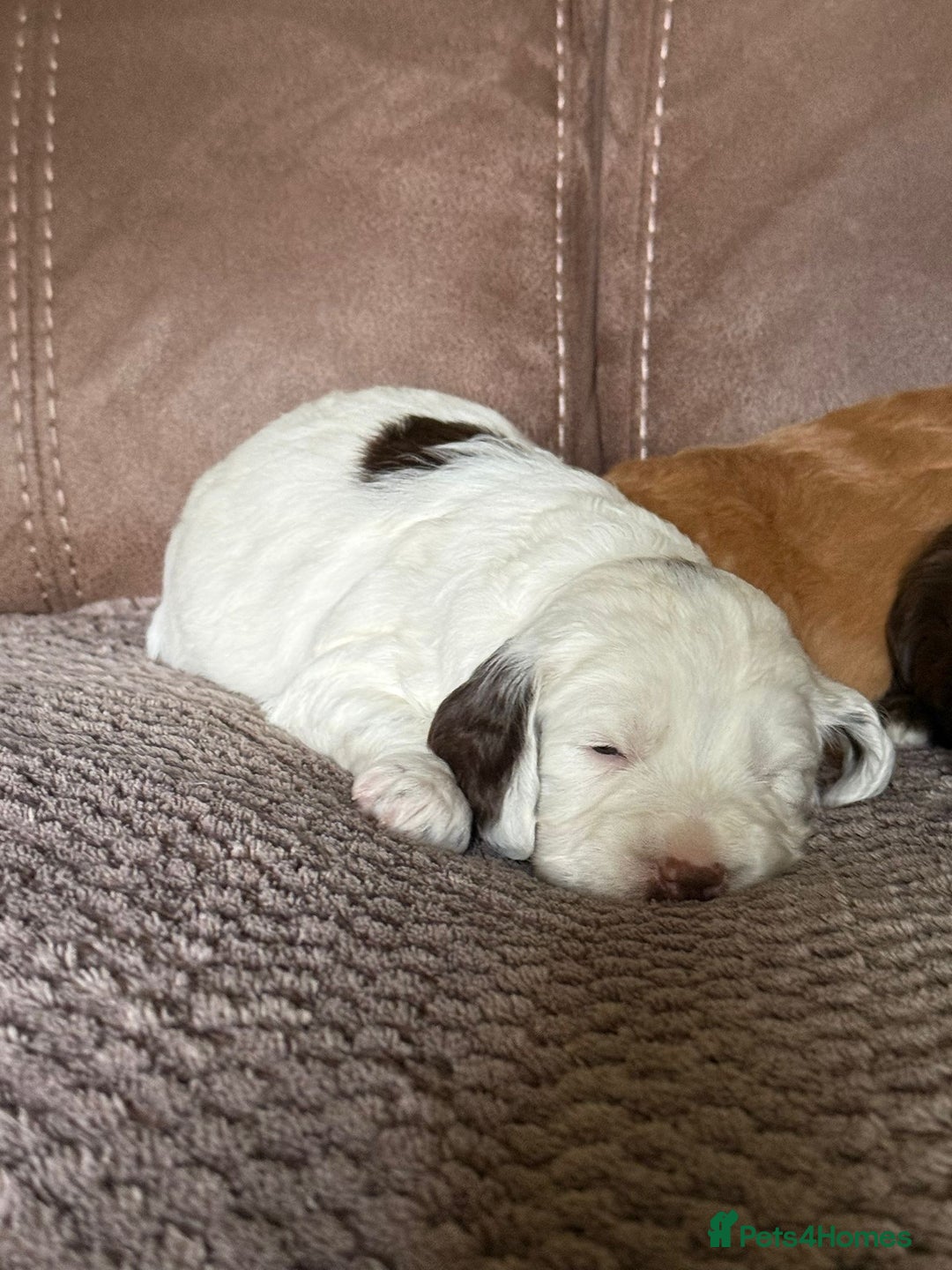 Cockapoo dogs for sale: F1 Cockapoos 5⭐️ Licensed Breeder Fully DNA Tested - Advert 10
