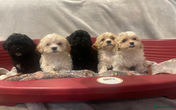 Mixed Breed dogs for sale: Beautiful cavapoo puppies - Image 1