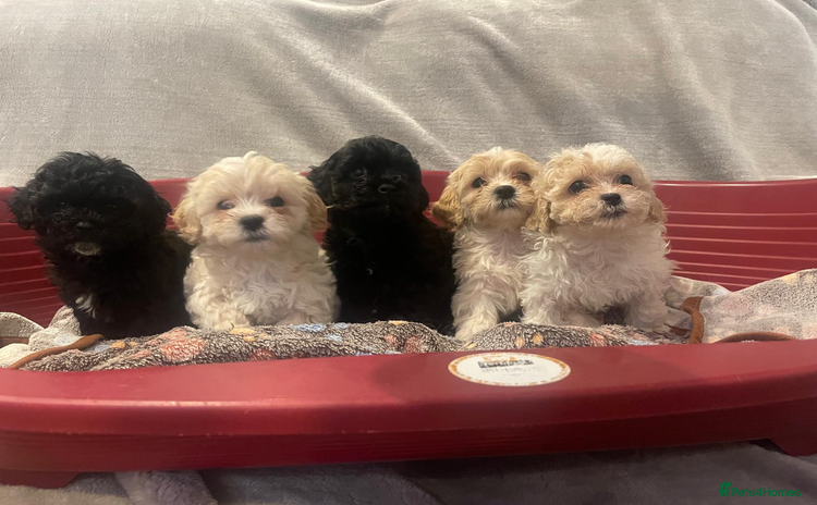 Mixed Breed dogs - Advert 1