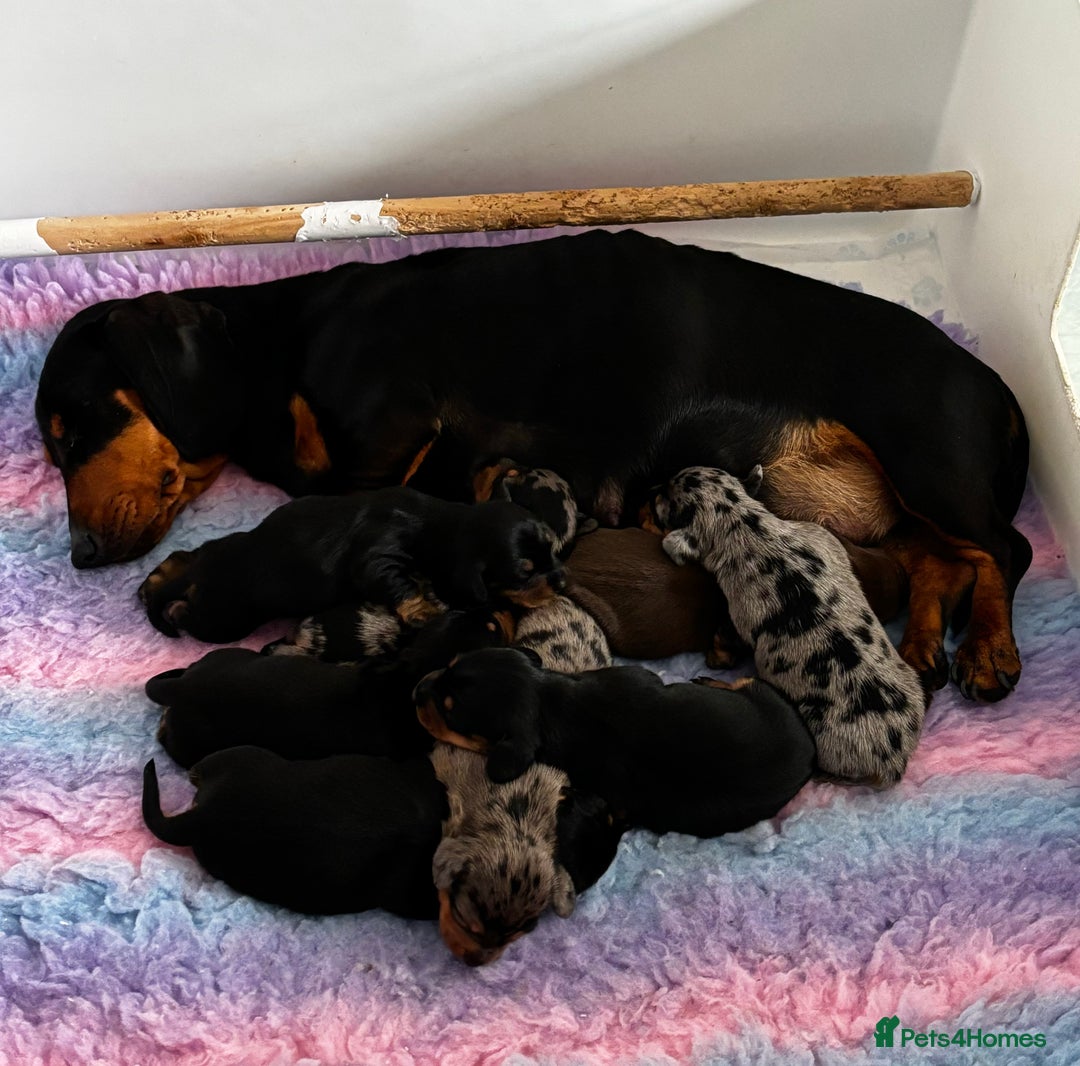 Miniature Dachshund dogs for stud: STUNNING PROVEN KC SILVER DAPPLE  - Advert 6