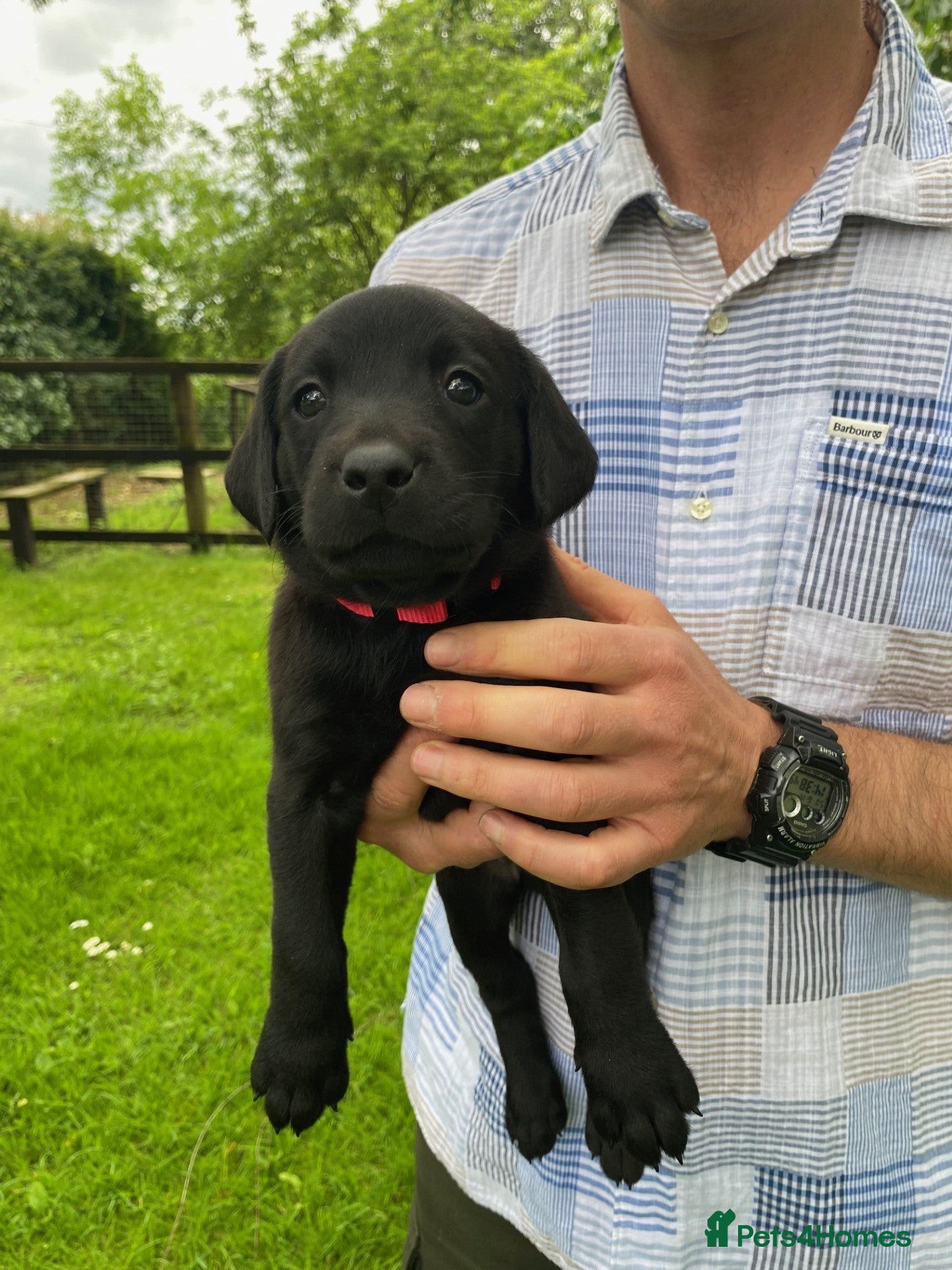Labrador Retriever dogs Black Labrador puppies KC Reg - working background - Advert 2