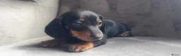Miniature Dachshund dogs for sale: Tiny miniature dachshund boy - Advert 5