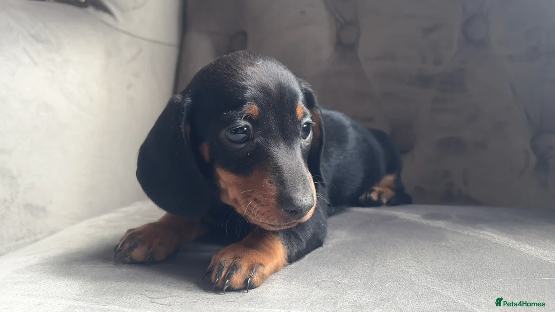 Miniature Dachshund dogs for sale: Tiny miniature dachshund boy - Advert 5
