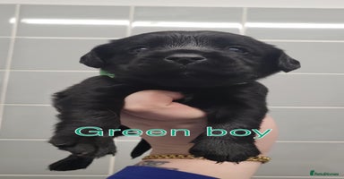 Cockerdor dogs - Advert 3