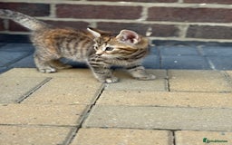 Mixed Breed cats for sale: Bengal X Tortoiseshell  - Image 3