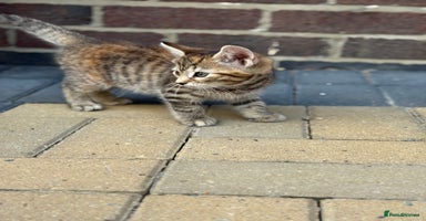 Mixed Breed cats - Advert 8