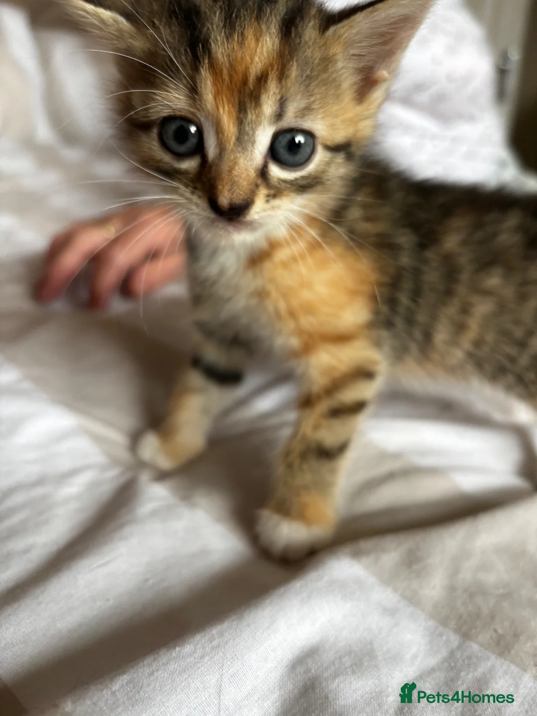 Mixed Breed cats for sale: Beautiful kittens for sale - Advert 2