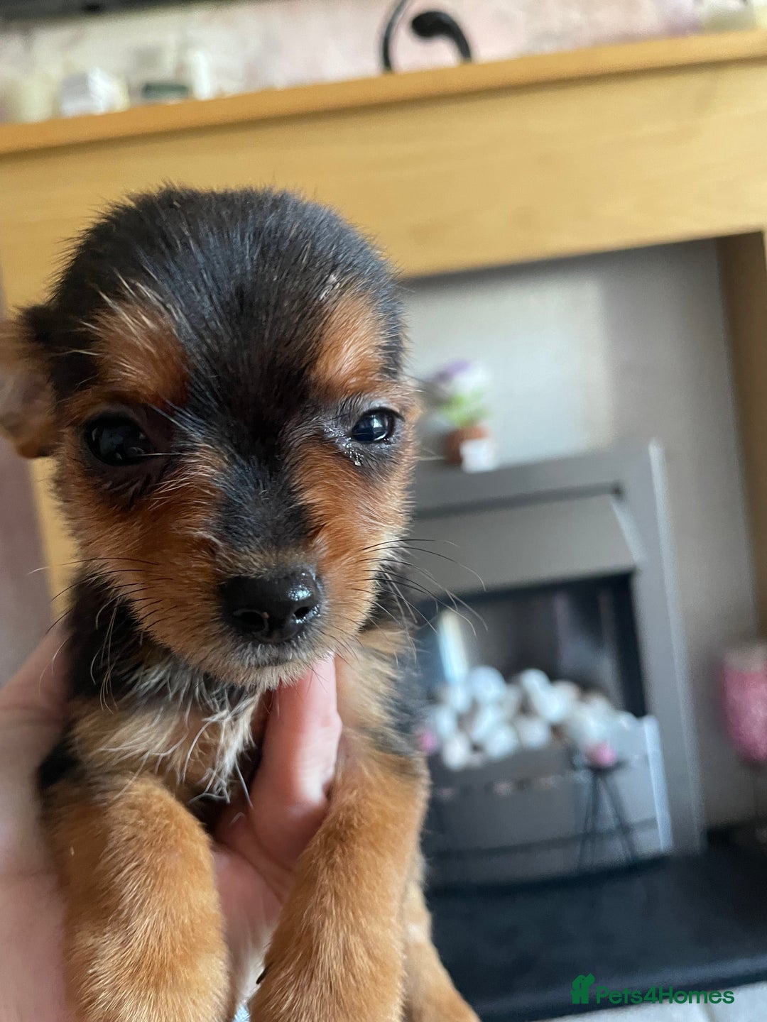 Chorkie dogs for sale: Chorkie Puppies For Sale - Image 6