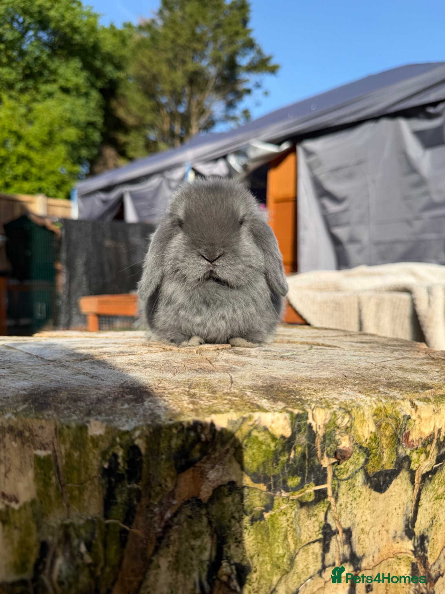 Mini Lop rabbits Mini Lop Doe - Advert 2