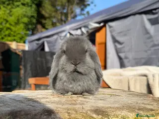 Mini Lop rabbits Mini Lop Doe - Advert 2
