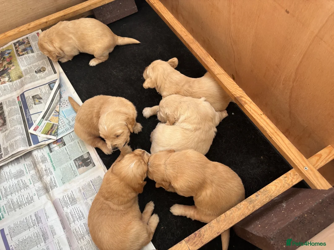 Golden Retriever dogs for sale: 6 beautiful chunky puppies  - Advert 2