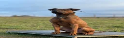 Mixed Breed dogs for sale: 15 Doberman Puppies - WORKING/SPORT HOMES!!! in North Shields - Advert 3