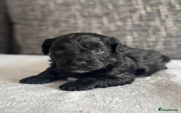 Mixed Breed dogs for sale: 6 beautiful havapoo’s - Image 16