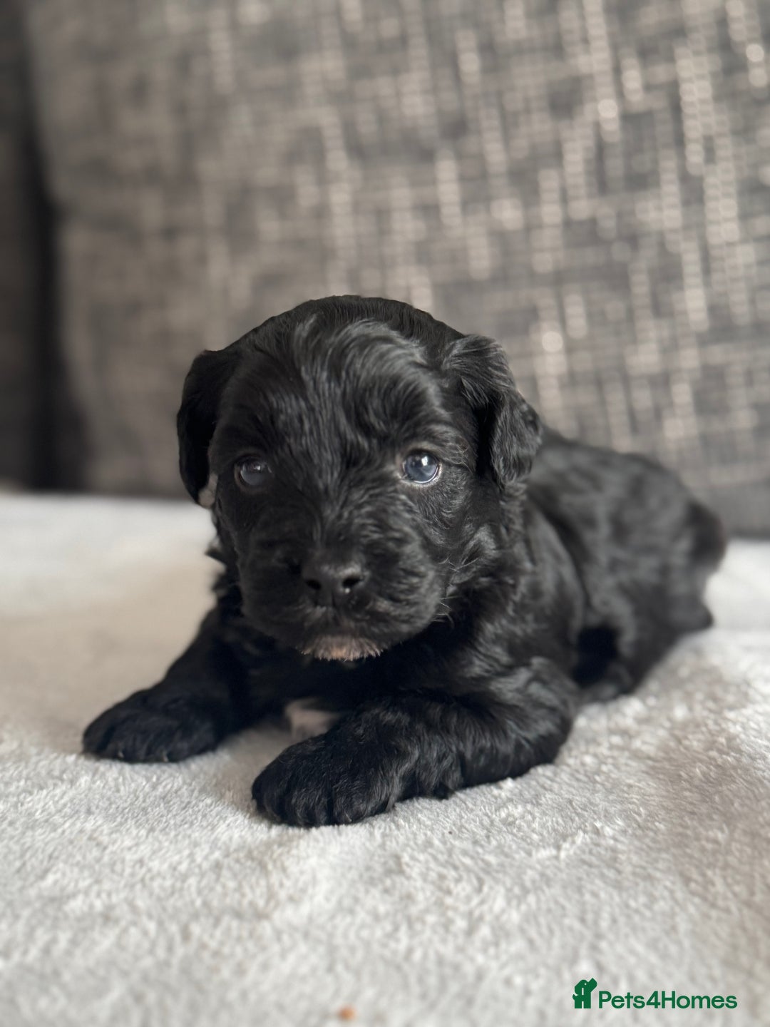Mixed Breed dogs for sale: 6 beautiful havapoo’s - Image 16