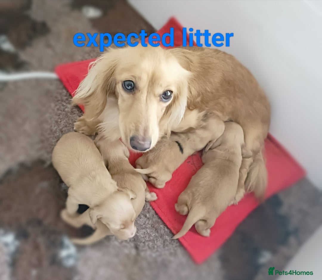 Miniature Dachshund dogs KC registered mini Longcoat dachshund - Advert 15