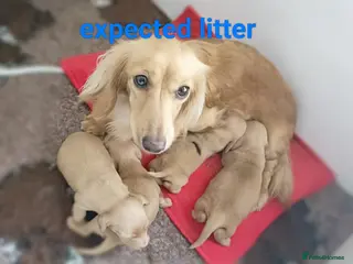 Miniature Dachshund dogs KC registered mini Longcoat dachshund - Advert 15