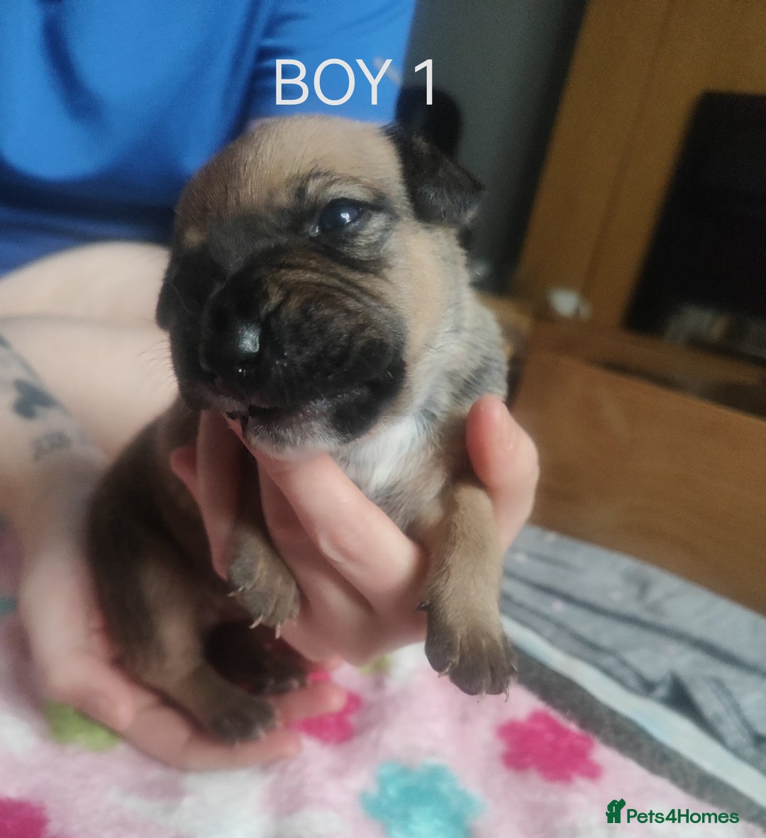 Mixed Breed dogs for sale: Lab x staff pups  - Image 20