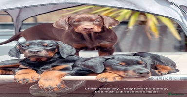Dobermann dogs - Advert 11