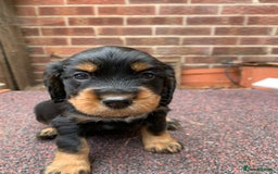 Cocker Spaniel dogs for sale: cocker spaniel pups ready for reserve - Image 18