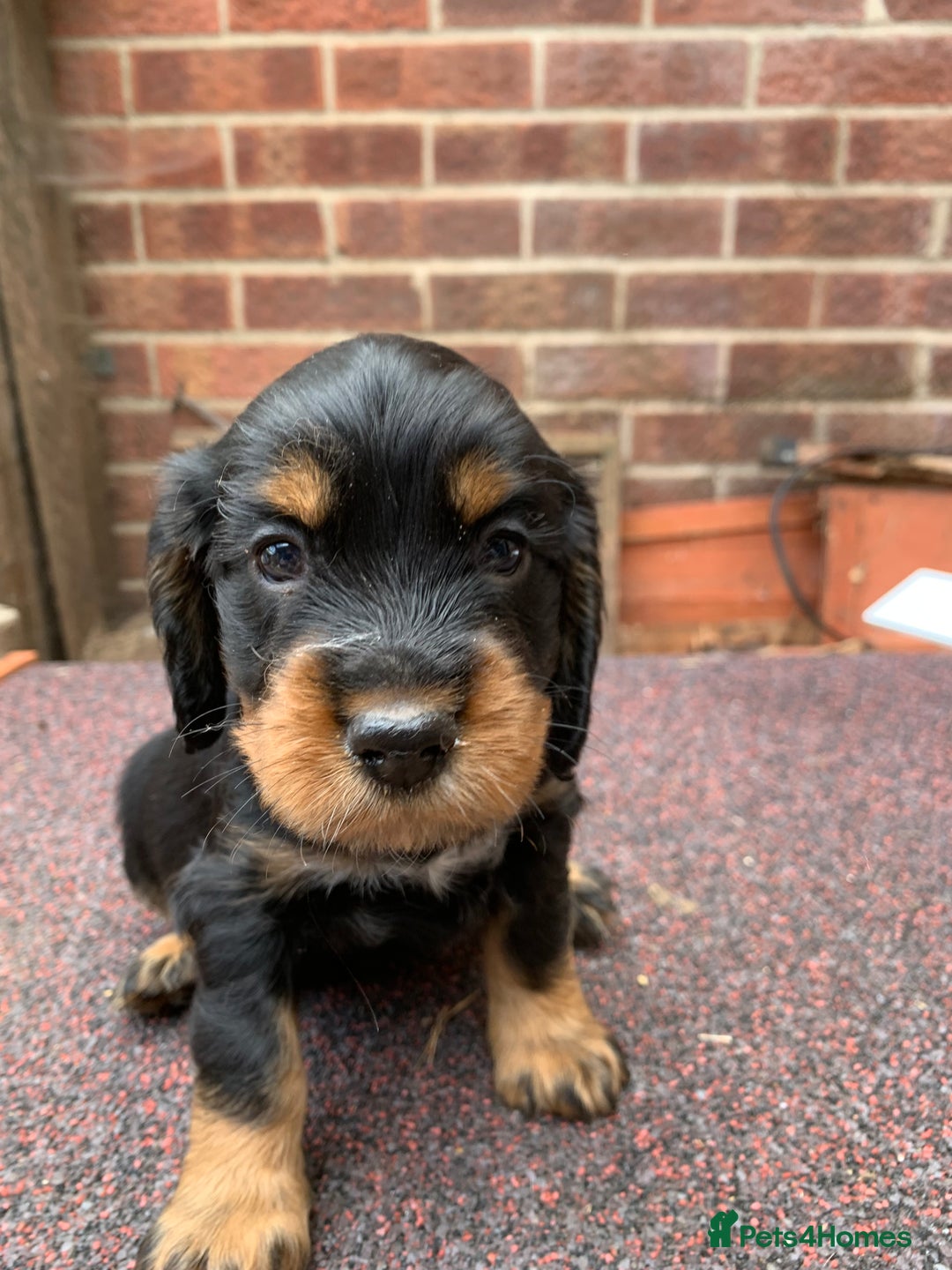 Cocker Spaniel dogs for sale: cocker spaniel pups ready for reserve - Image 18