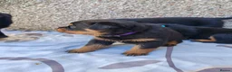 Rottweiler dogs for sale: Rottweiler puppies  - Advert 20