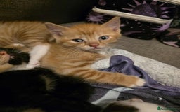 Mixed Breed cats for sale: 2 Ginger Kitties - Image 7