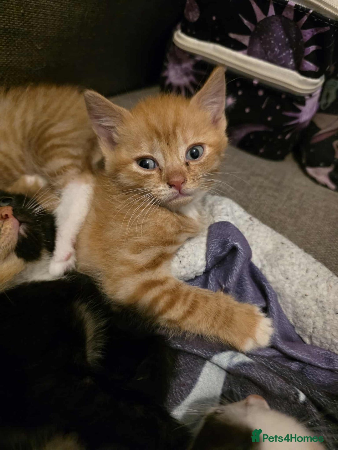 Mixed Breed cats for sale: 2 Ginger Kitties - Image 7