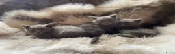 British Shorthair cats for sale: Bsh mix kittens  - Advert 10