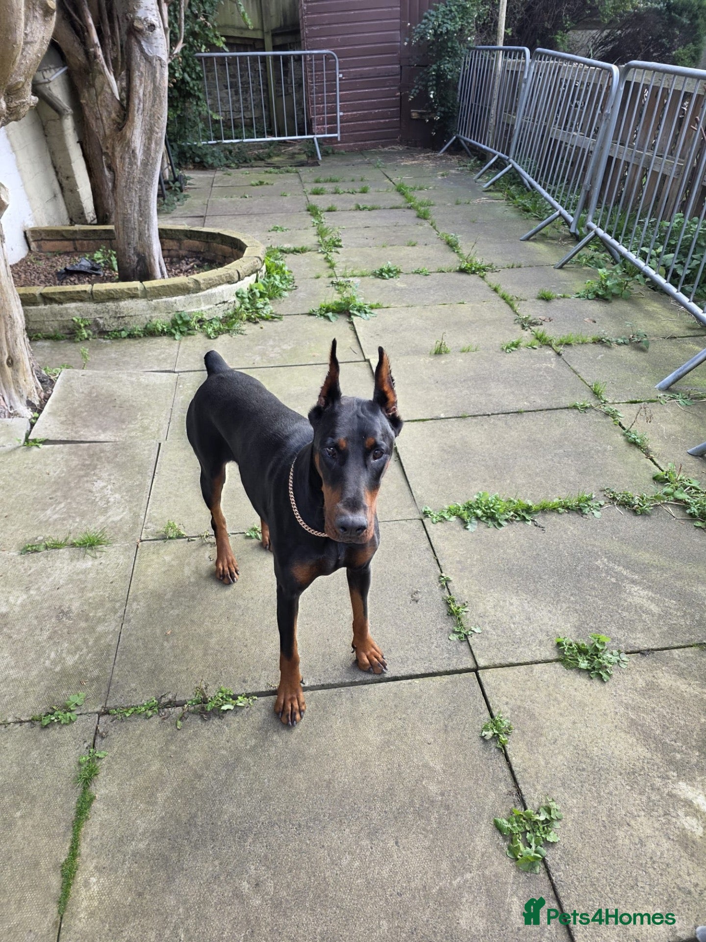 Dobermann dogs Doberman bitch  - Advert 3