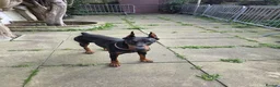 Dobermann dogs for sale: Doberman bitch  in Falkirk - Advert 1