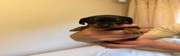 Miniature Dachshund dogs for sale: BEAUTIFUL MINI DACHSHUNDS  in Melrose - Advert 10