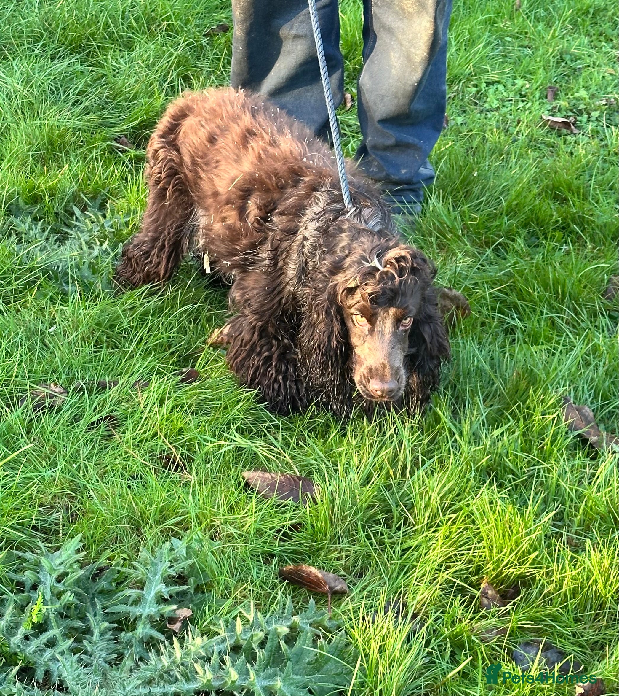 Cocker Spaniel dogs Handsome chocolate roan boy - Advert 1