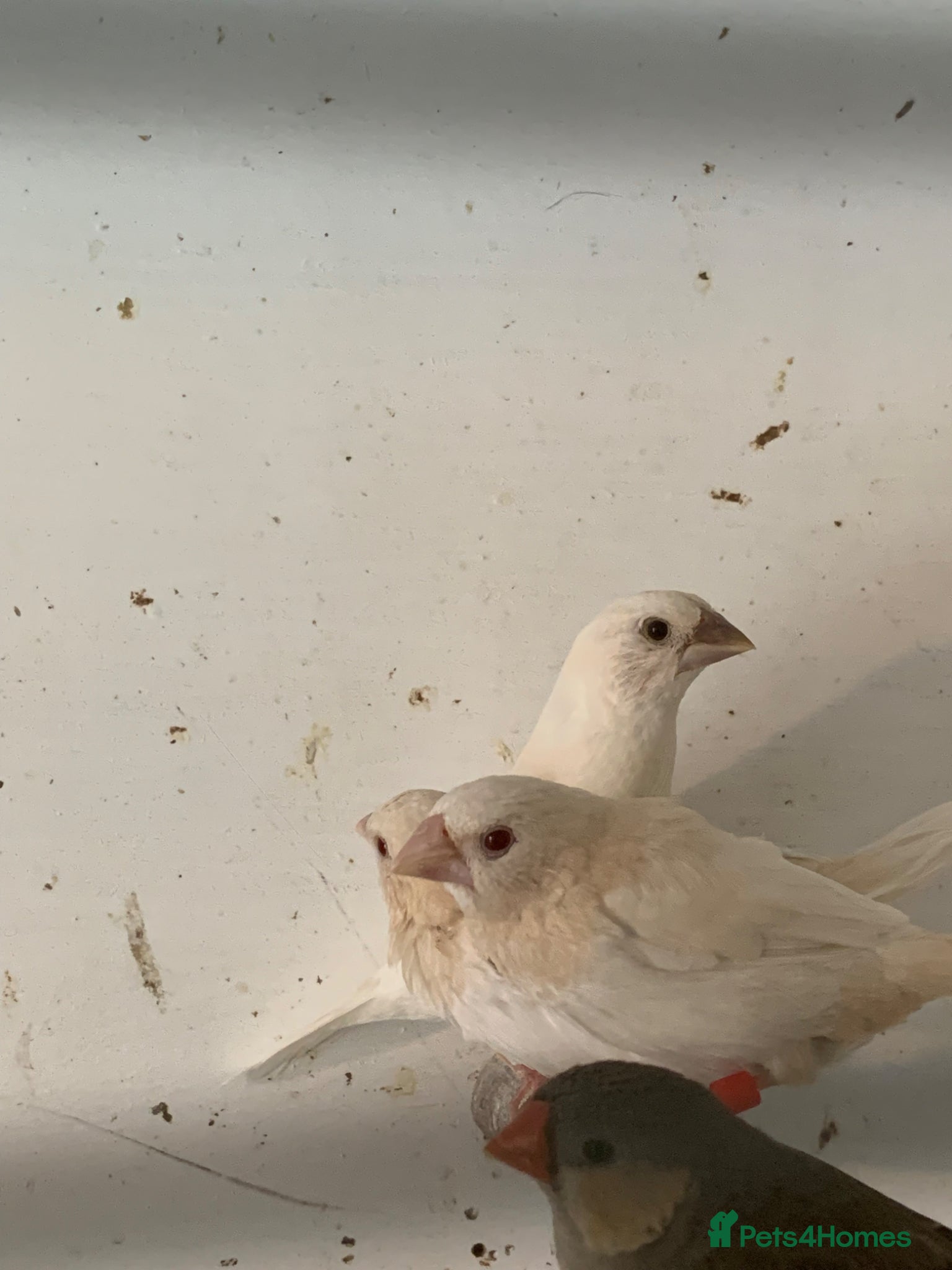 Finches birds  Finches  - Advert 13