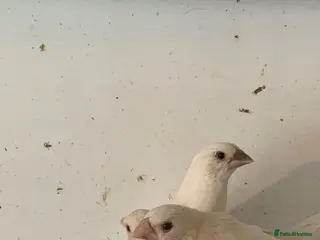 Finches birds Finches - Advert 1