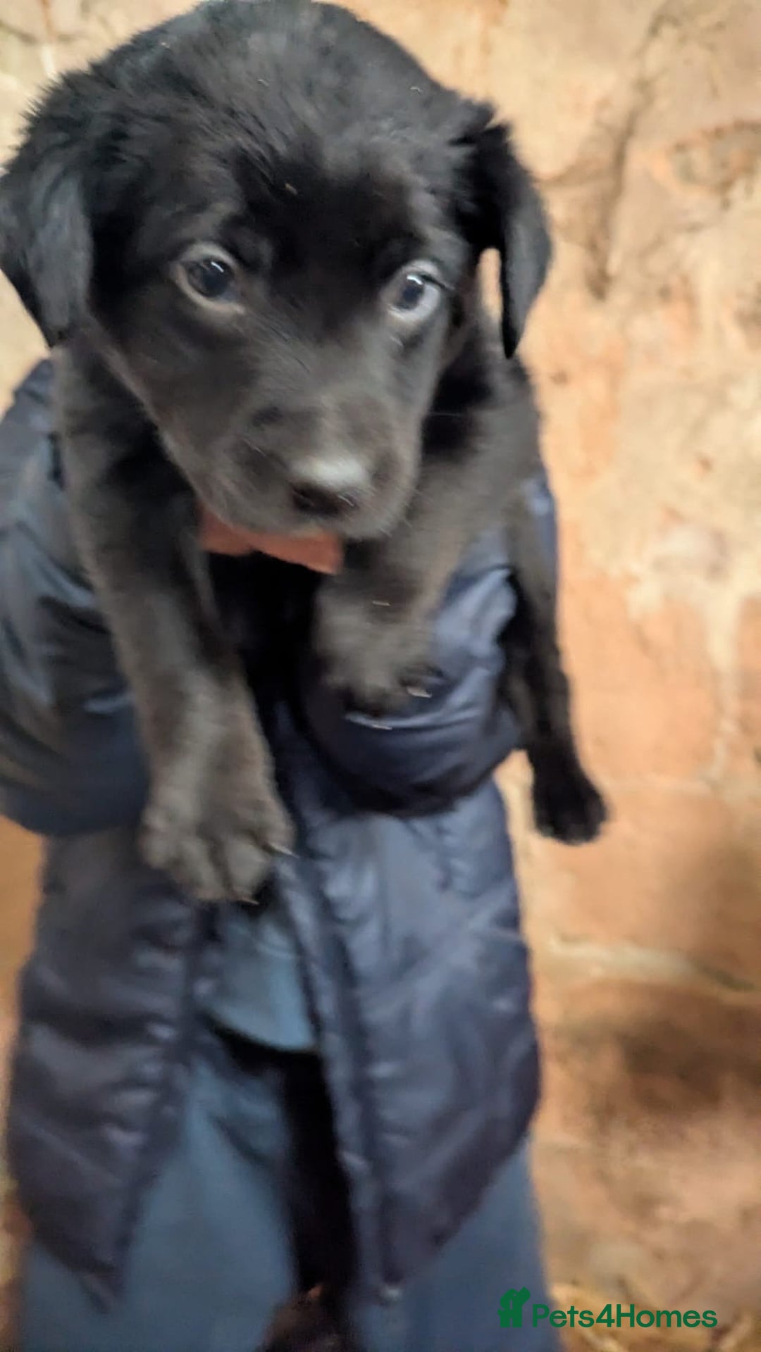 Borador dogs for sale: Borador puppies  - Advert 10