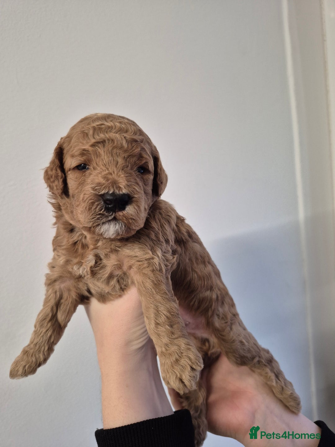 Cockapoo dogs for sale: F1B cockapoo puppies  - Advert 12