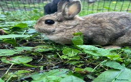 Netherland Dwarf rabbits for sale: 3 Netherland dwarf rabbits  - Image 13