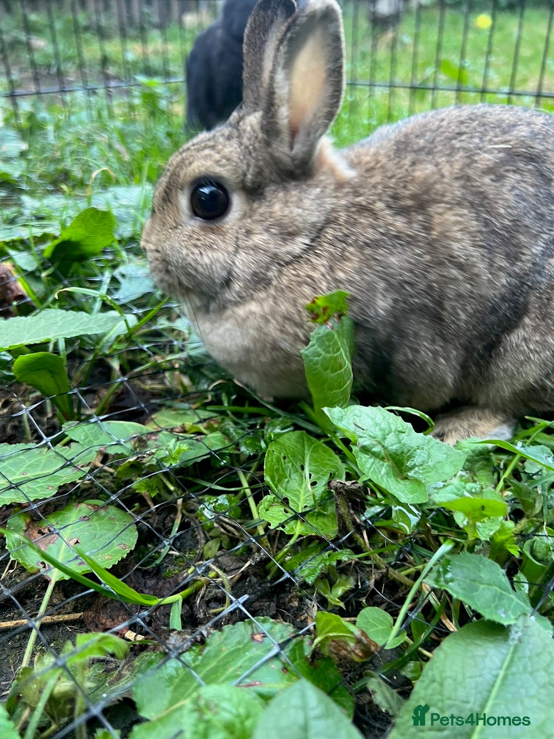 Netherland Dwarf rabbits for sale: 3 Netherland dwarf rabbits  - Image 13