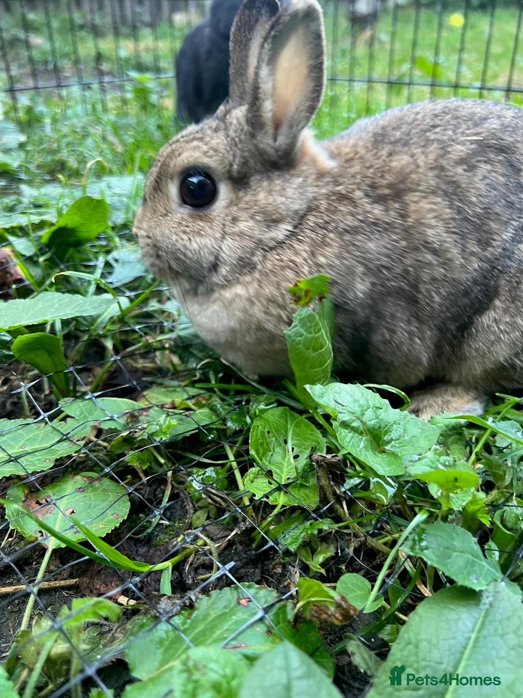 Netherland Dwarf rabbits for sale: 3 Netherland dwarf rabbits  - Advert 13