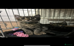 British Shorthair cats for sale: British short hair X Russian blue - Image 2