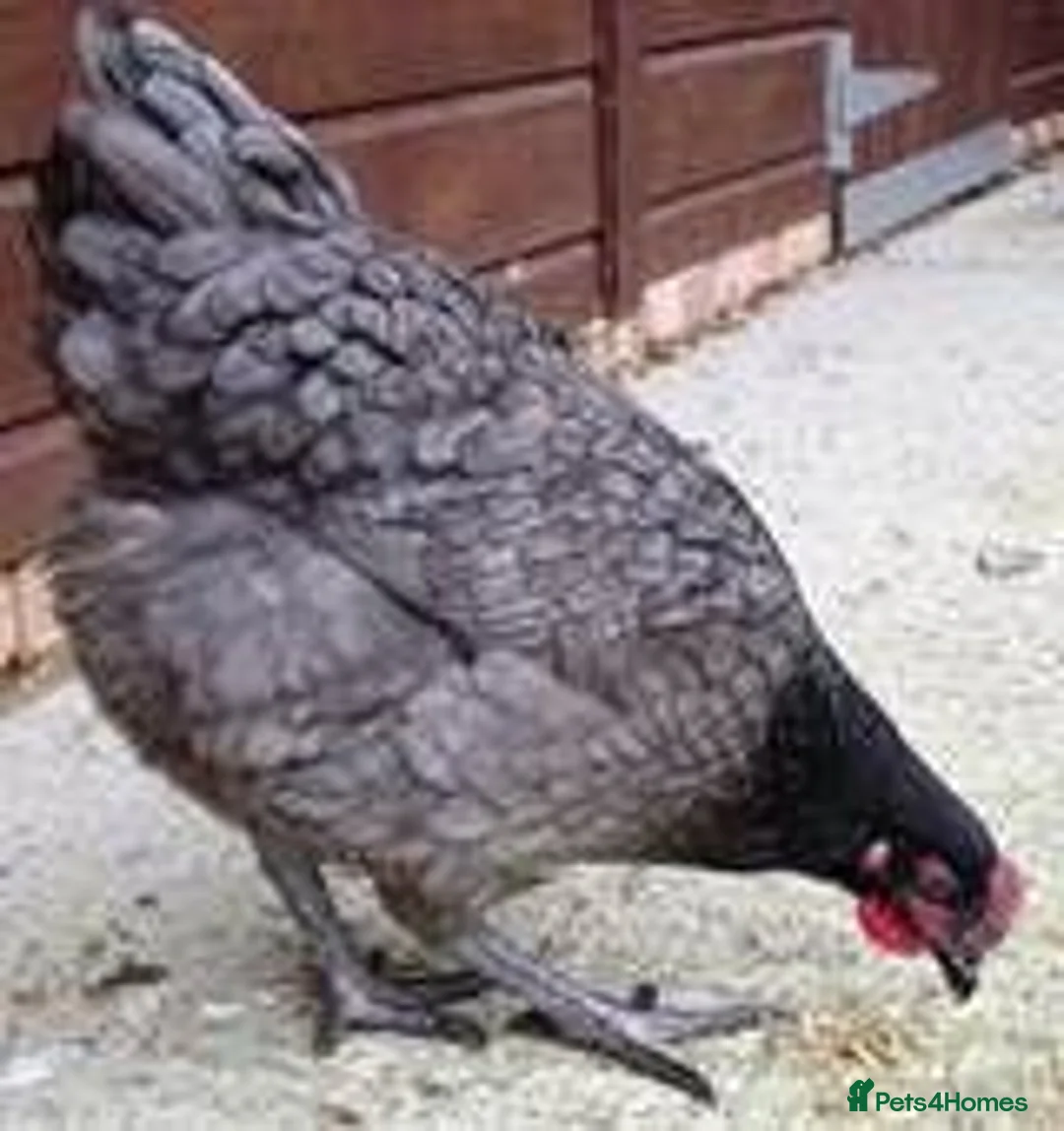 Chickens poultry for sale: Variety of hybrid chickens for sale - Advert 2