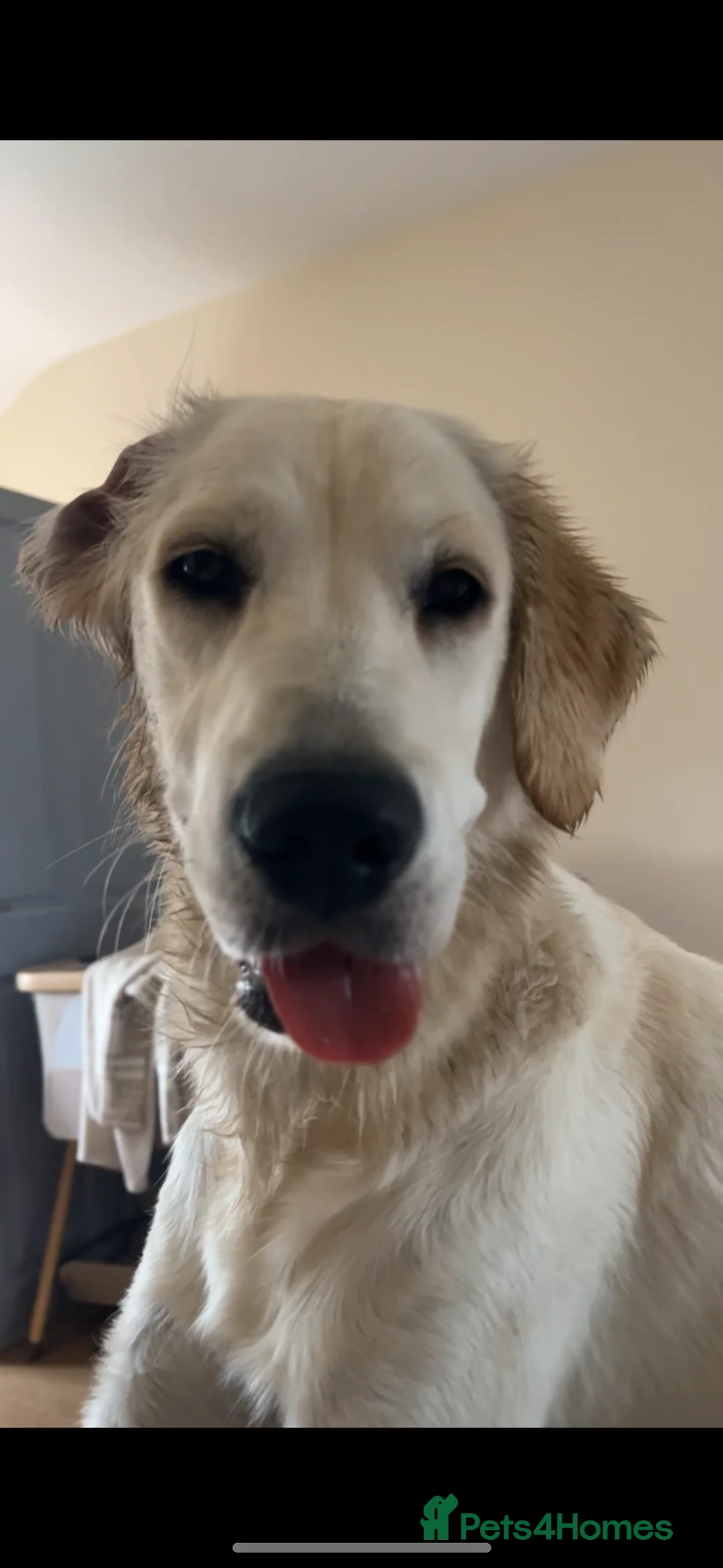 Golden Retriever dogs for sale: Pearl -  - Advert 2