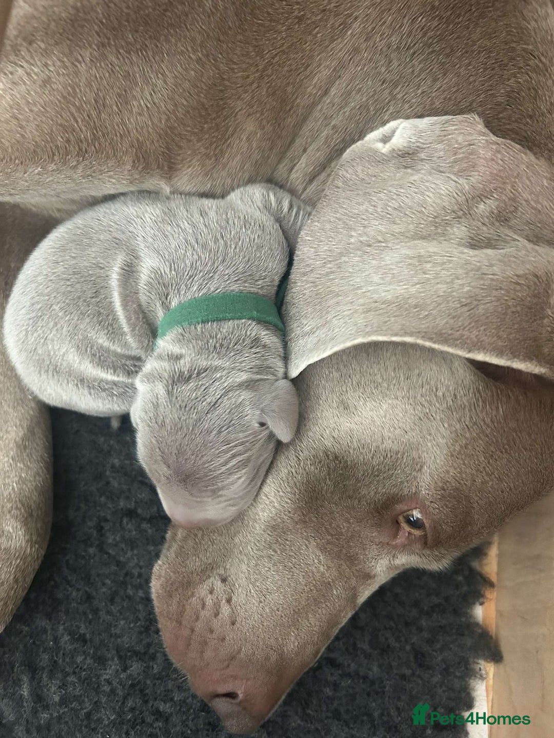 Weimaraner dogs for sale: Belle’s beautiful puppy’s silver ghosts Weimaraner - Image 5