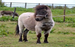 Miniature horses for sale: The sweetest little miniature Shetland mare - Image 4