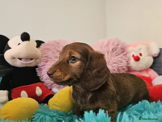 Dachshund dogs Little Sweet Dachshund puppies ready to leave - Advert 4