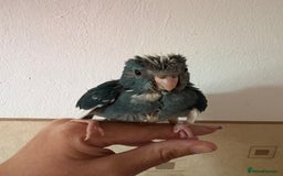 Parakeets birds for sale: Hand reared Kakariki  - Image 6