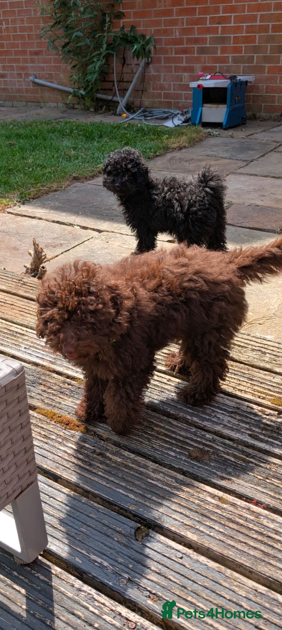 Labradoodle dogs 🐾Quality F1BB Fluffy Mini Labradoodle Pups🐾  - Advert 2