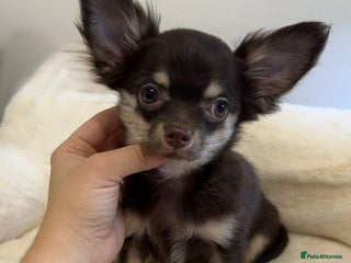 Chihuahua dogs READY TO GO TINY LONGHAIR CHIHUAHUA - Advert 3